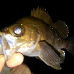 今年初ライトゲーム!