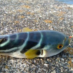 自分だけ激貧釣果