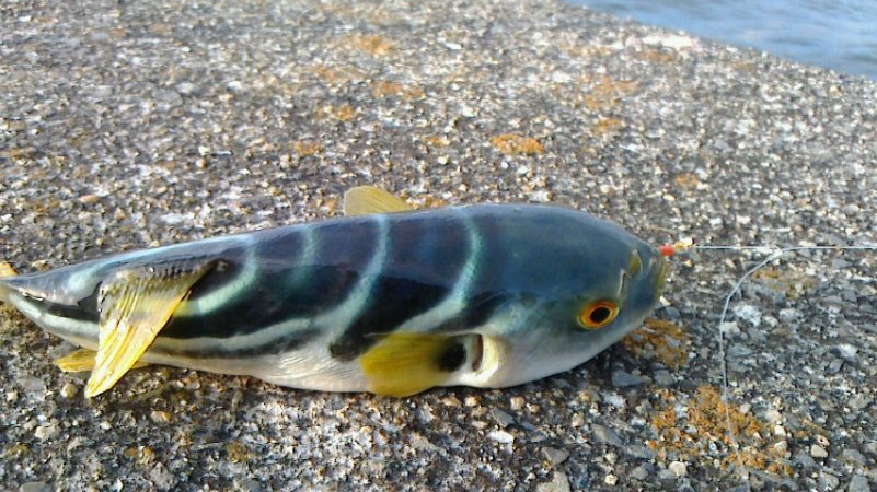 自分だけ激貧釣果