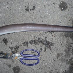 タチウオ不発で 銀色じゃないやつ!