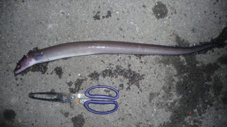 タチウオ不発で 銀色じゃないやつ！