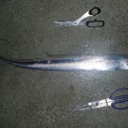 周りは釣れてても自分は釣れない;;