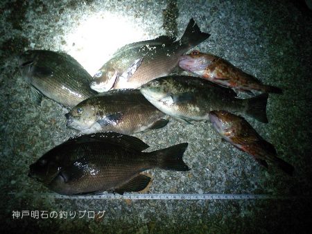 初釣り