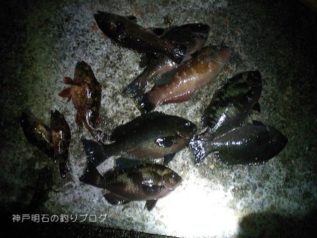 釣り日和