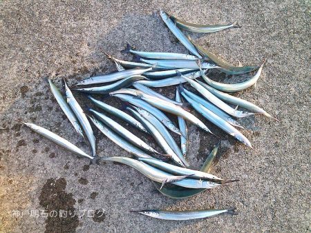 ジャンボサヨリ爆