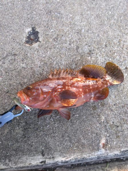 お宝　アコウ　ゲット