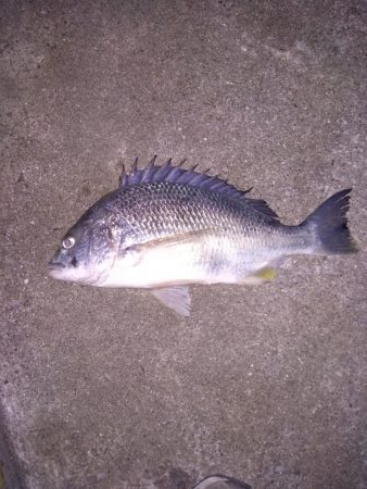 ライトワインドでキビレ