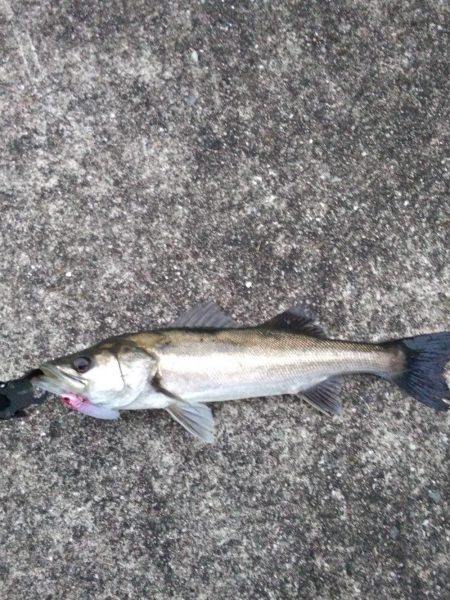 シーバス　冬季朝練