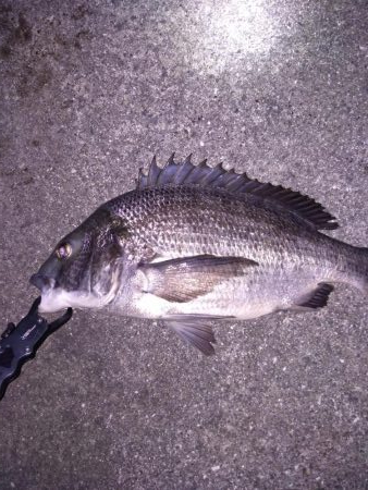 ルアーで良型のチヌ