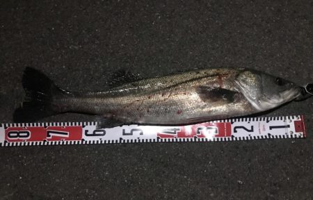 簡単なんでも釣り仕掛け