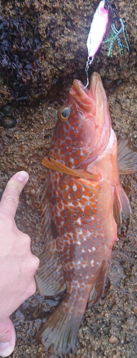 アコウ、カサゴ