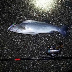 ようやく、新年初モノ・・・