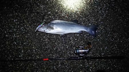 ようやく、新年初モノ・・・