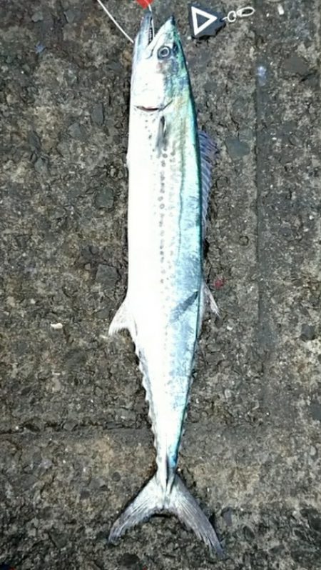 もう、春なんですね！