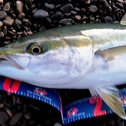 なんと　メジロが釣れました！！