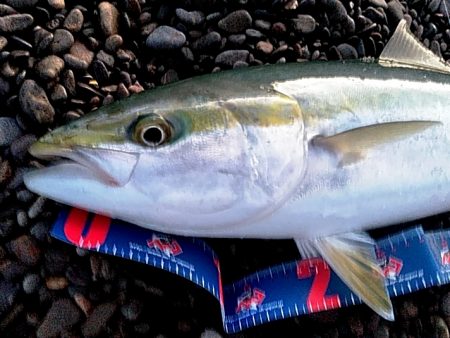 なんと　メジロが釣れました！！