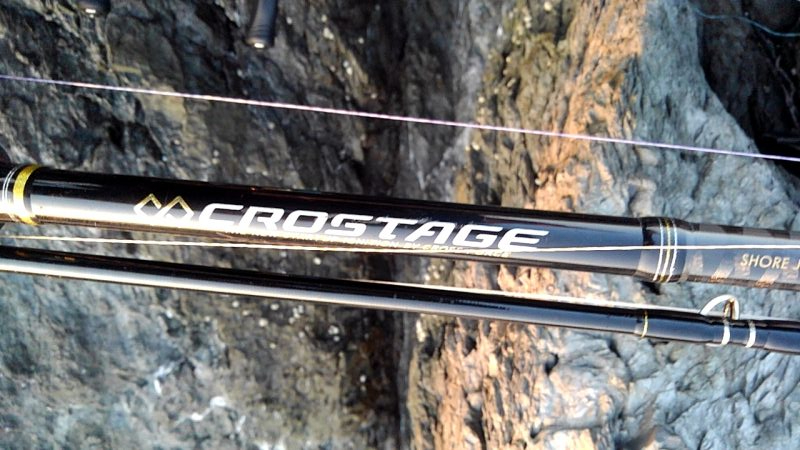 アオリイカ坊主　青物ゲット