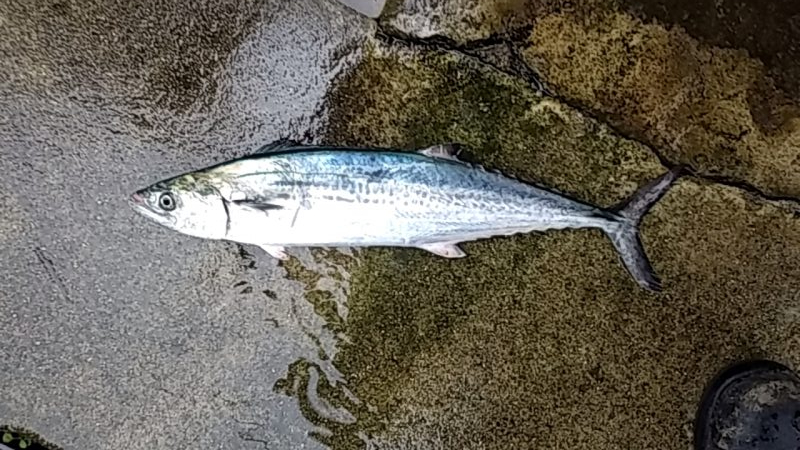 サーフトローリング