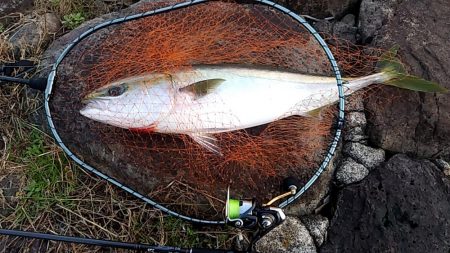 ベイトたくさん！