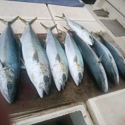 大物釣果速報！●光義丸：平戸市早福港