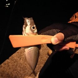 アジ狙いサビキ釣り