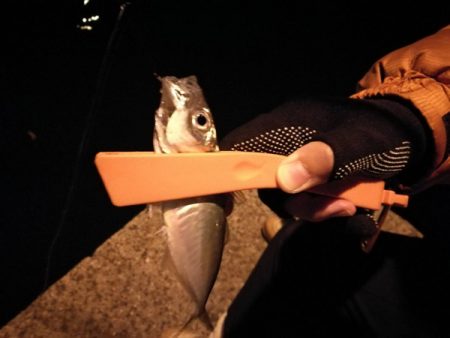 アジ狙いサビキ釣り