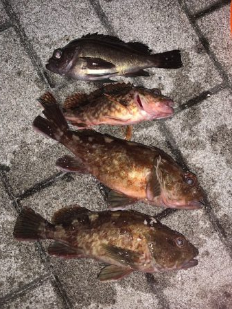 風の強い中メバリング