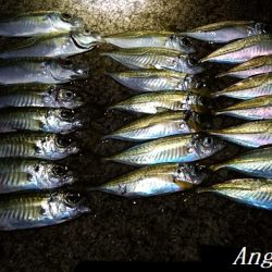 真冬でもサビキでアジが！