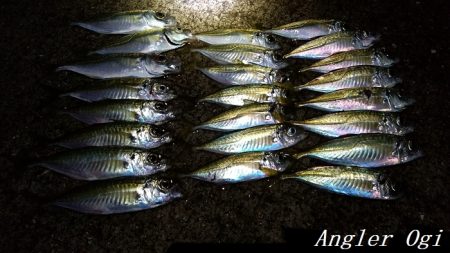 真冬でもサビキでアジが！