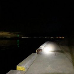 また失敗かと思いましたが、最後にメバルに会えた