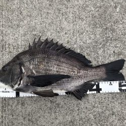 イチノ兄弟、釣果！