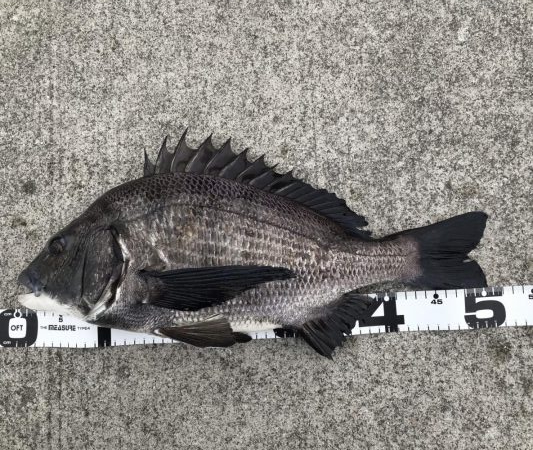 イチノ兄弟、釣果！