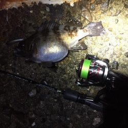 トップ メバリング