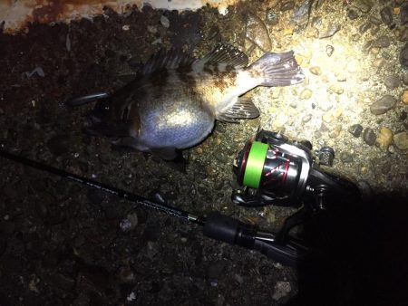 トップ メバリング