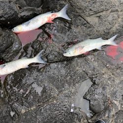 久しぶりの釣り