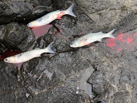 久しぶりの釣り