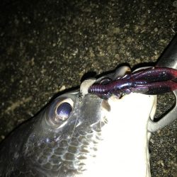 1月15日シェイクでキャッチ