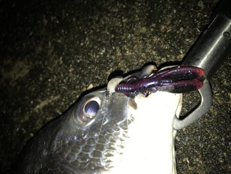 1月15日シェイクでキャッチ