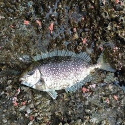 8番ヒッツキ低でグレ