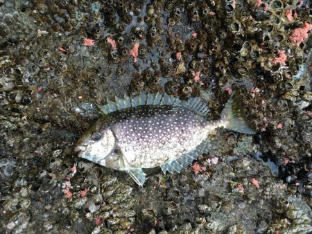 8番ヒッツキ低でグレ