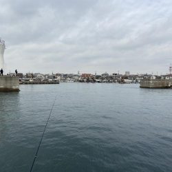 数少なくなってきたアジ