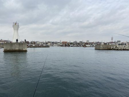 数少なくなってきたアジ