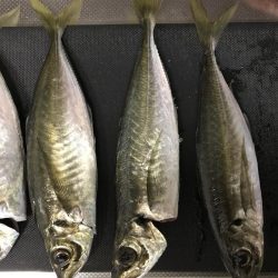 釣り初め
