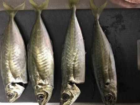 釣り初め