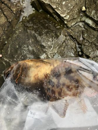 ショアジギング