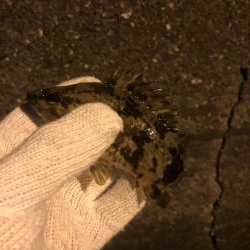 20ちょいのカサゴ2匹