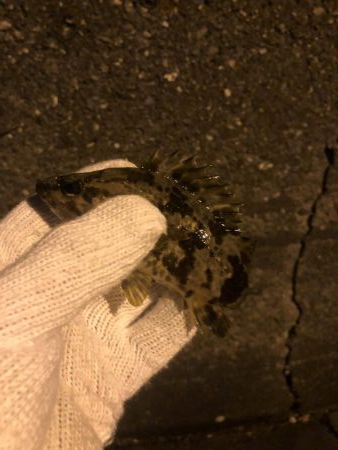 20ちょいのカサゴ2匹