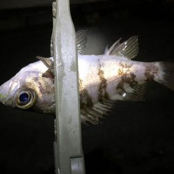 強風メバリング