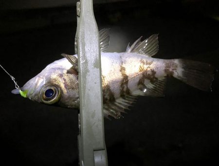 強風メバリング