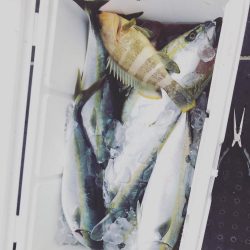 ハマチフィーバー